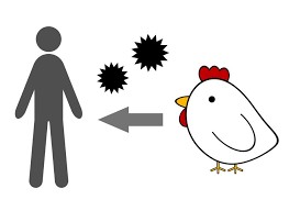 How to prevent yourself from Bird flu